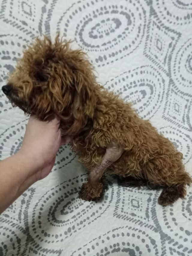 又捡了一只狗,还是个泰迪,前腿骨折