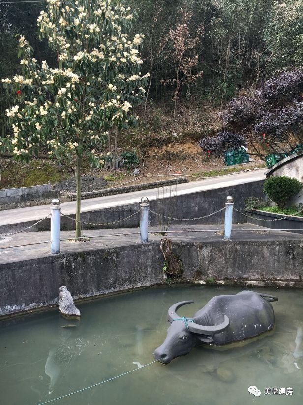 天狮桥下牧童牵水牛!