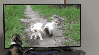 爆笑gif:厉害了,摩托车居然可以在水上滑行这么远