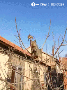 搞笑gif:葡萄酒是这样制作的吗?纯手工打造价格应该不菲!