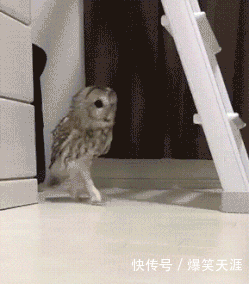 搞笑gif:媳妇儿,你出来吧,他都交待了!