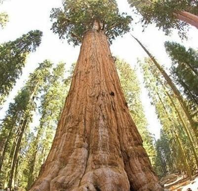 雪曼将军树属于巨杉 也称为世界爷 ,树龄约为2300 2700年,在2002年时 
