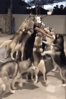 爆笑gif:帅不过三秒,又要被扣工资了,好忧伤