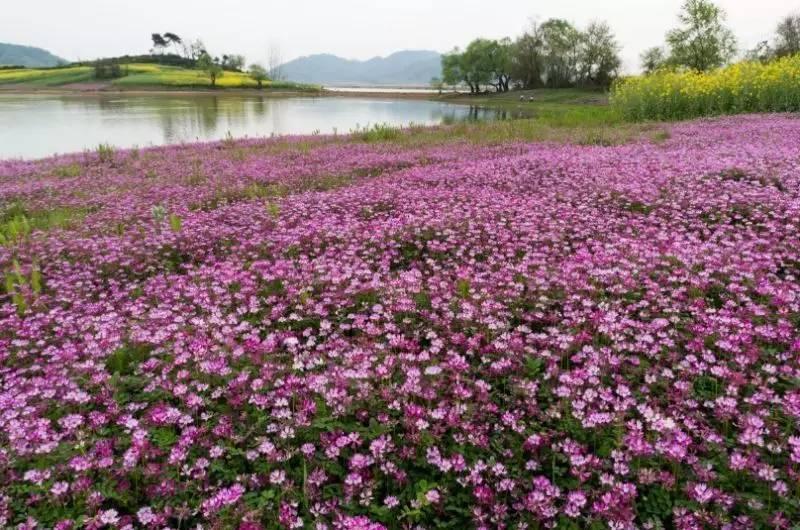 你知道枞阳的岱冲湖吗?那里有一片紫云英花海,让人沉醉