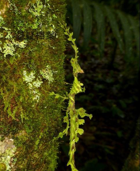 雨林发现新物种,螳螂和苔藓结合的外星物种