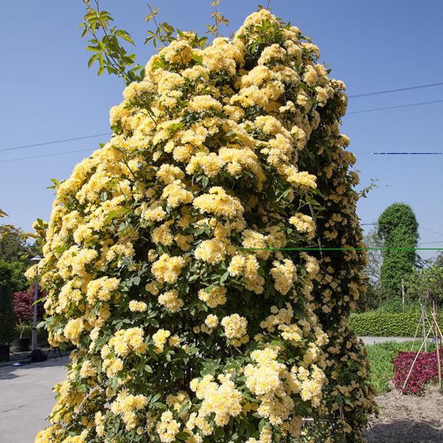 藤蔓植物,每一种都能轻松实现你的花墙梦