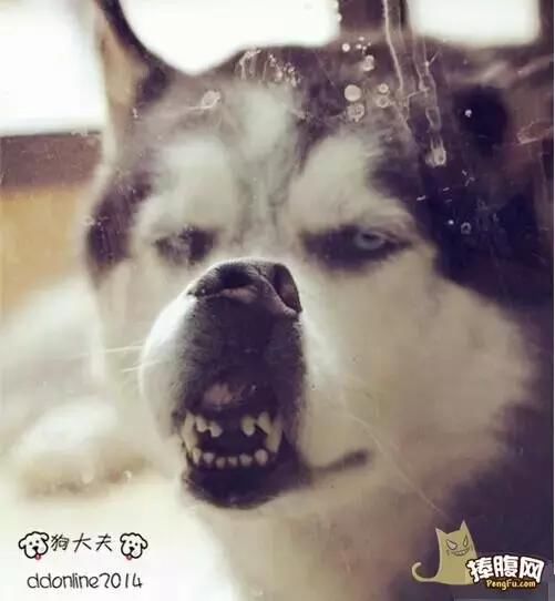 哈士奇逗比表情集锦
