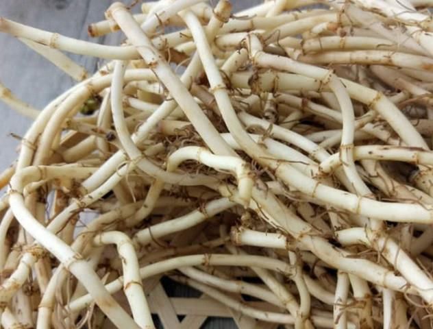 农村以前经常可以看到和吃到的野菜,现在却经常出现在