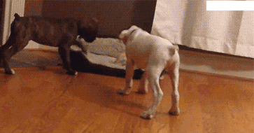 动物也搞笑:给我拍个照,我要发朋友圈炫富