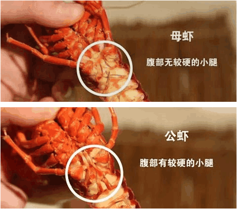 分公母   吃了这么多年小龙虾,很多人应该还不知道小龙虾还有公母之分