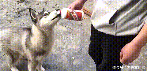 搞笑gif: 果然不是一家人, 不进一家门啊, 这小夫妻我