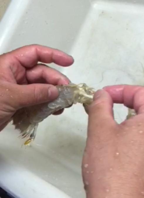 网传对虾体内有白色寄生虫?实为雄虾生殖腺
