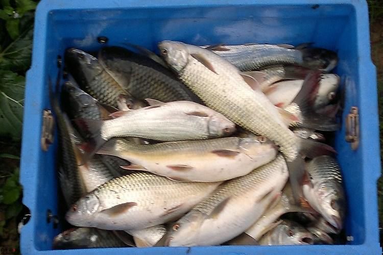 夏季钓旗语饵料这样做让你钓到手发软鲤鱼图解图片