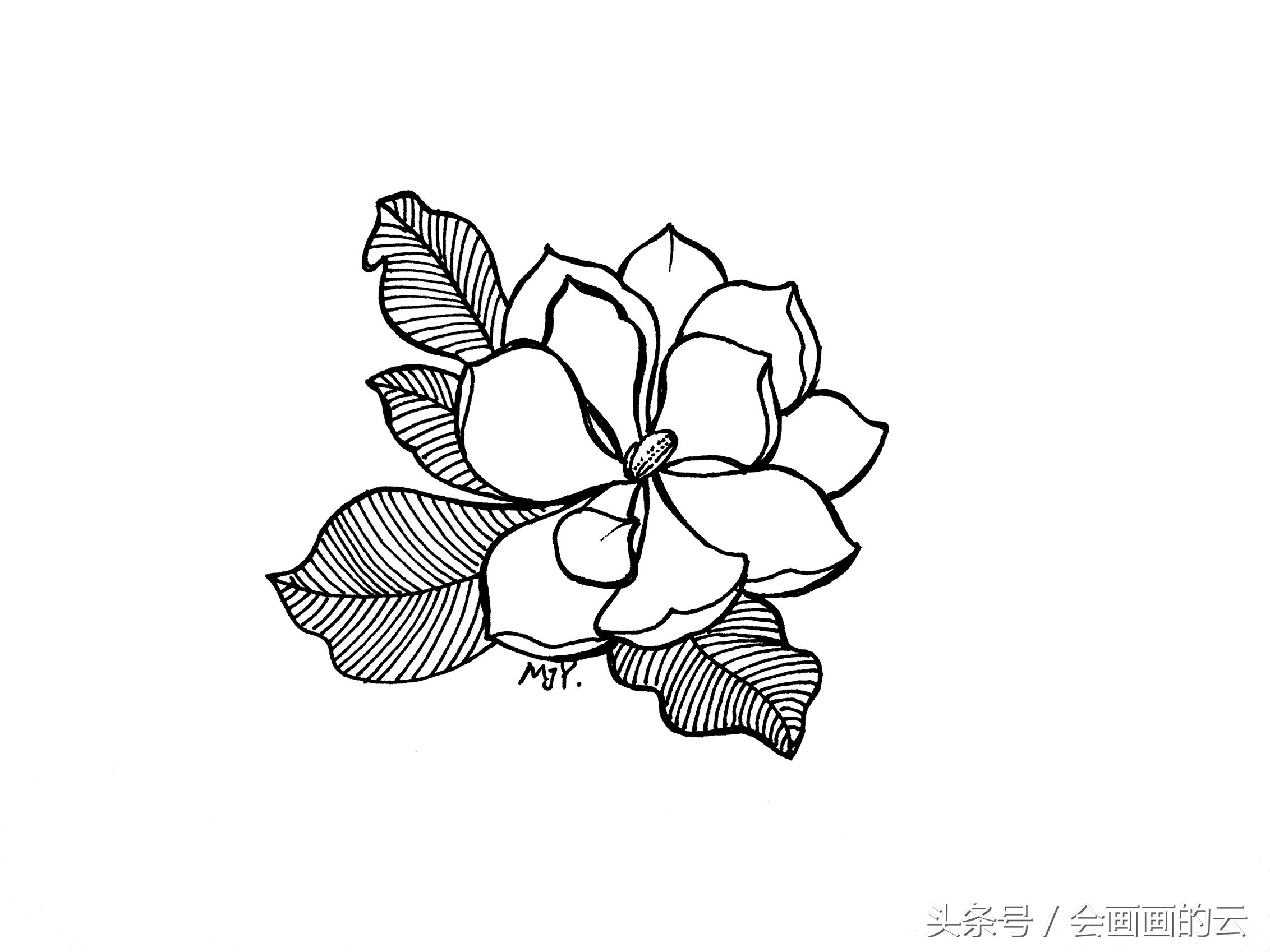 简笔画入门植物线描手绘图,一起画起来吧!