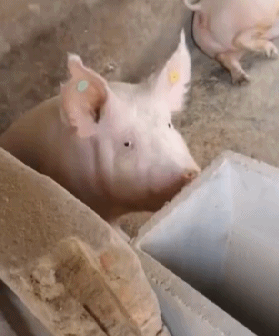 搞笑gif:遇到如此暴力的接亲团队,伴娘们也无能为力啊