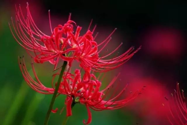 四大凄美的爱情之花:彼岸花,昙花,双生花,虞美人