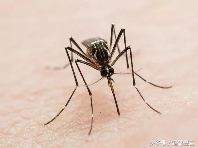 偶尔,它的幼虫会被感染的蚊子叮咬传播给人类.