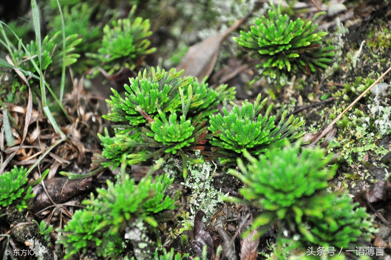 传说中的"还魂草"真的存在!你知道它的功效吗