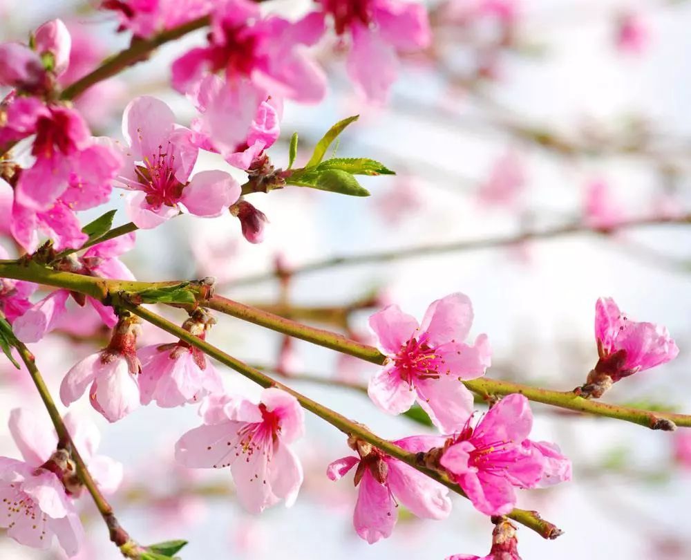 假如黄药师来金陵赏桃花,他会去这里!(最全南京桃花地图请收下)