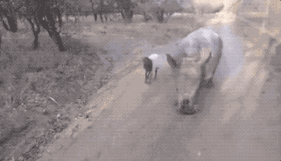 壁纸 动物 狗 狗狗 404_231 gif 动态图 动图