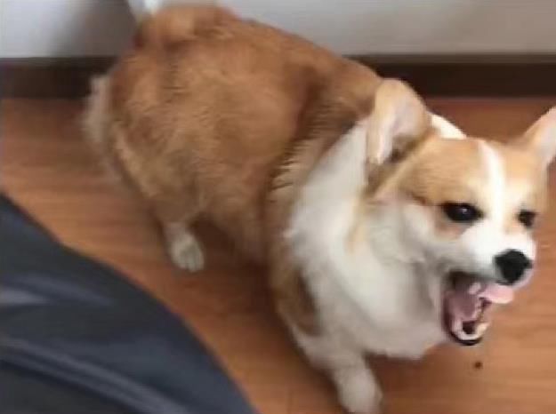 男孩晒出柯基成长经历,引来过亿点击率网友:二哈换柯基有人换吗