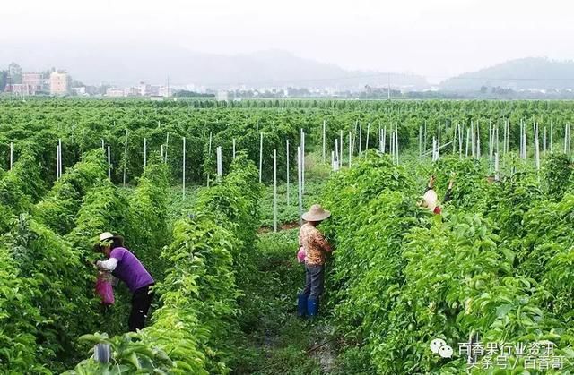 百香果篱笆式种植的优缺点,多图分享!