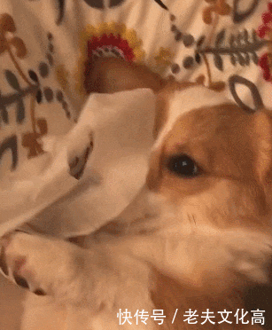 壁纸 动物 狗 狗狗 猫 猫咪 小猫 桌面 307_372 gif 动态图 动图