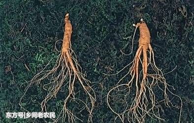 聊聊这东北三宝之一被誉为百草之王的人参,在东北,吉林省长白山的人参
