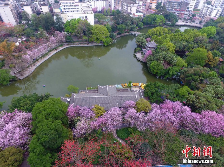 航拍柳州市柳侯公园,紫荆花与湖水交相辉映 王以照 摄