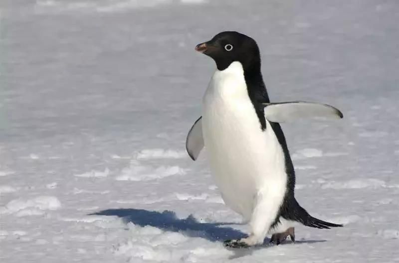 阿德利企鹅 阿德利企鹅主要分布在南纬77度,是全世界繁殖点最靠南的