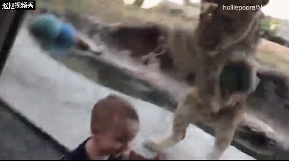 poore)正坐在美国盐湖城霍格尔动物园(hogle zoo)里的一个玻璃窗户前