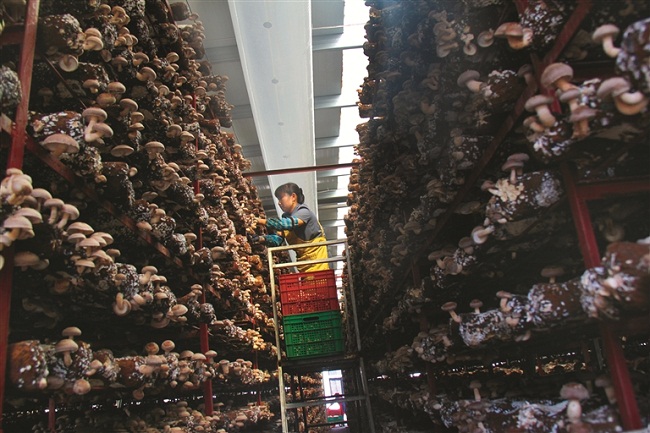 "鄂西香菇第一镇"远安县茅坪场镇,2016年食用菌种植规模达到4800万袋