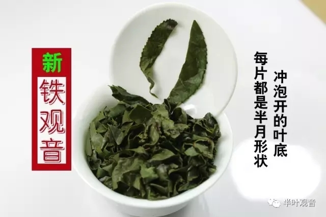 0版本茶叶来了!廖金练喊你重新认识铁观音