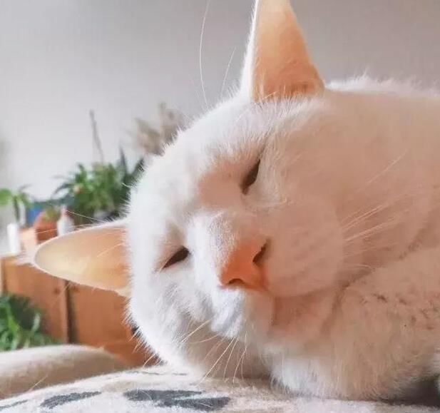 娱乐圈眼睛最小男星和猫咪撞脸,周杰伦孙红雷都上榜!