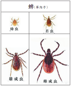 今夏高温天气多"草爬子"增多 一个团队60多人被咬16人