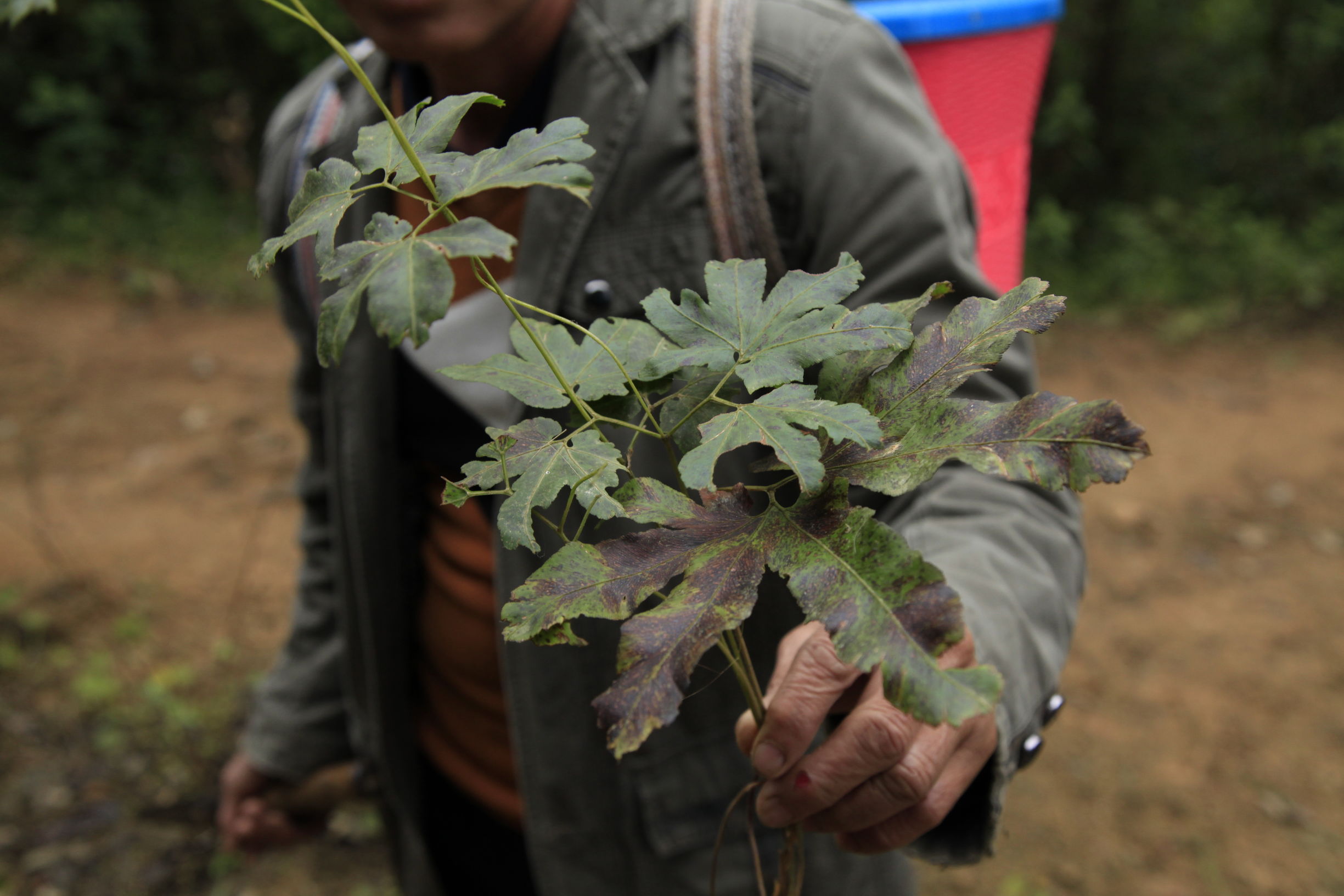 这种草药叫节节草,是一种可以治疗尿道结石和肾结石的