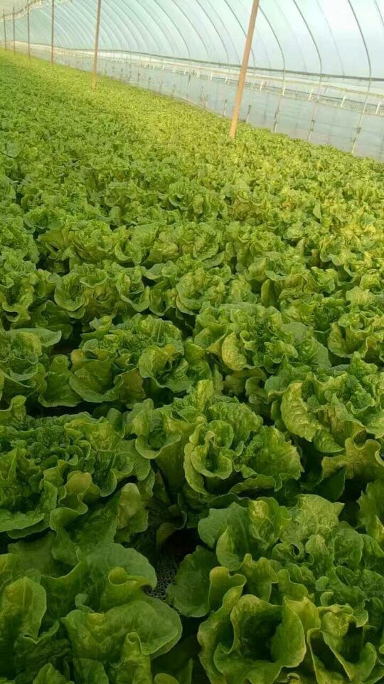 蔬菜难卖,昆明及周边县市很多菜农一夜之间回到了解放前