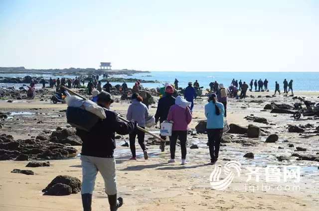 壮观!日照太公岛牡蛎公园近千人赶海!