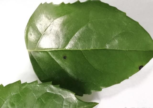 幸福树落叶,长黑斑,注意这几点,幸福树青翠欲滴,绿得出油!