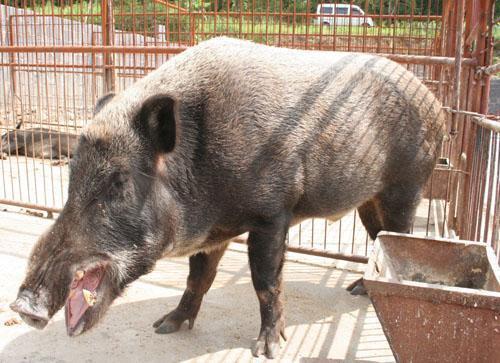 野猪养殖,农民致富新途径