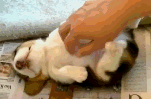 一般情况下,小奶狗们都是趴着睡觉的,毕竟天气比较冷,这样睡觉容易