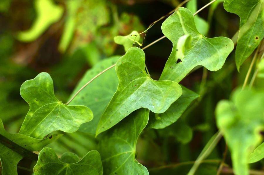 农村一种人们称其为"火头根"的植物,是种能解毒消肿的