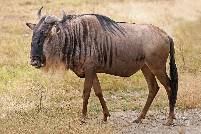 1/ 6 上图即是牛羚,又叫角马,是一种生活在非洲大草原上的大型羚羊