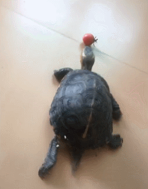 这只乌龟想要吃到一颗小番茄怕是得追一百年吧?