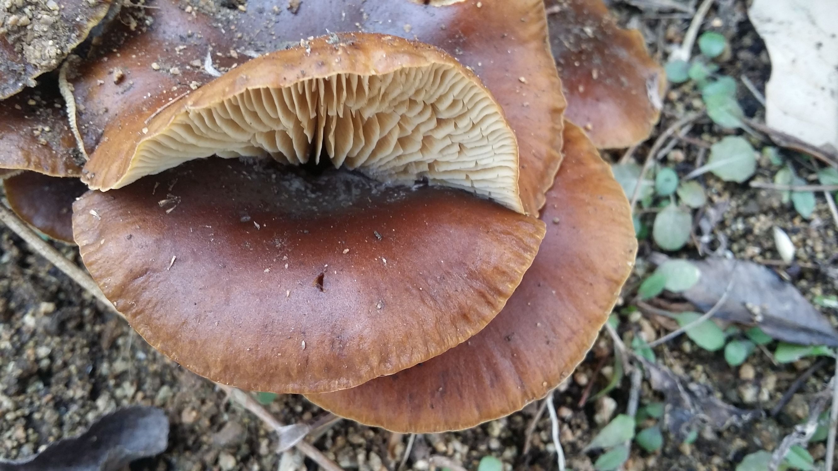 农村很多野生蘑菇,特别有一种像"大嘴"的奇葩蘑菇你吃