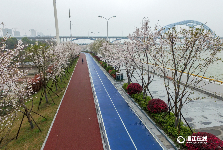 3月30日,杭州滨江最美跑道变身樱花大道,一侧是江景,一侧是繁花,美不