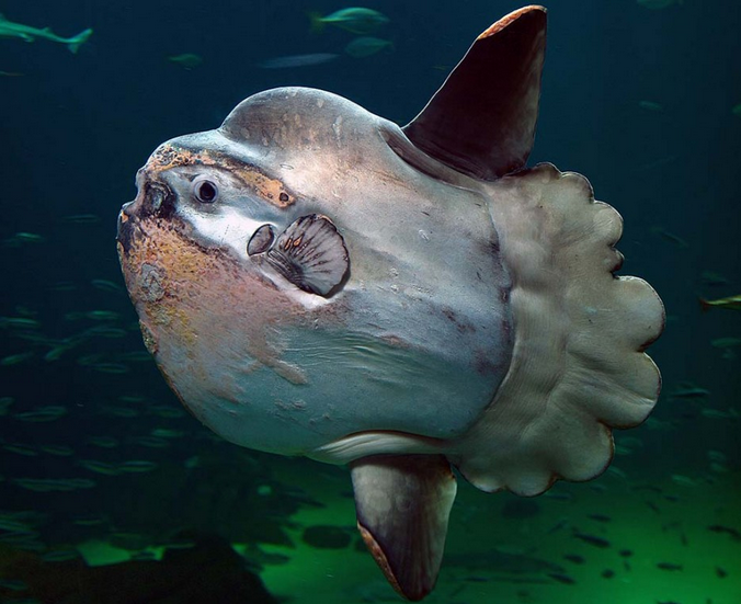 震惊!世界上最诡秘的25种海底动物