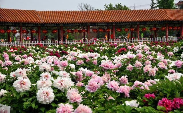 牡丹成为名贵的观赏花卉 始于隋朝!