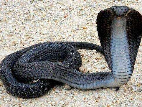 世界十大最致命毒蛇, 第一名竟然也生活在中国, 第二名是非洲最长