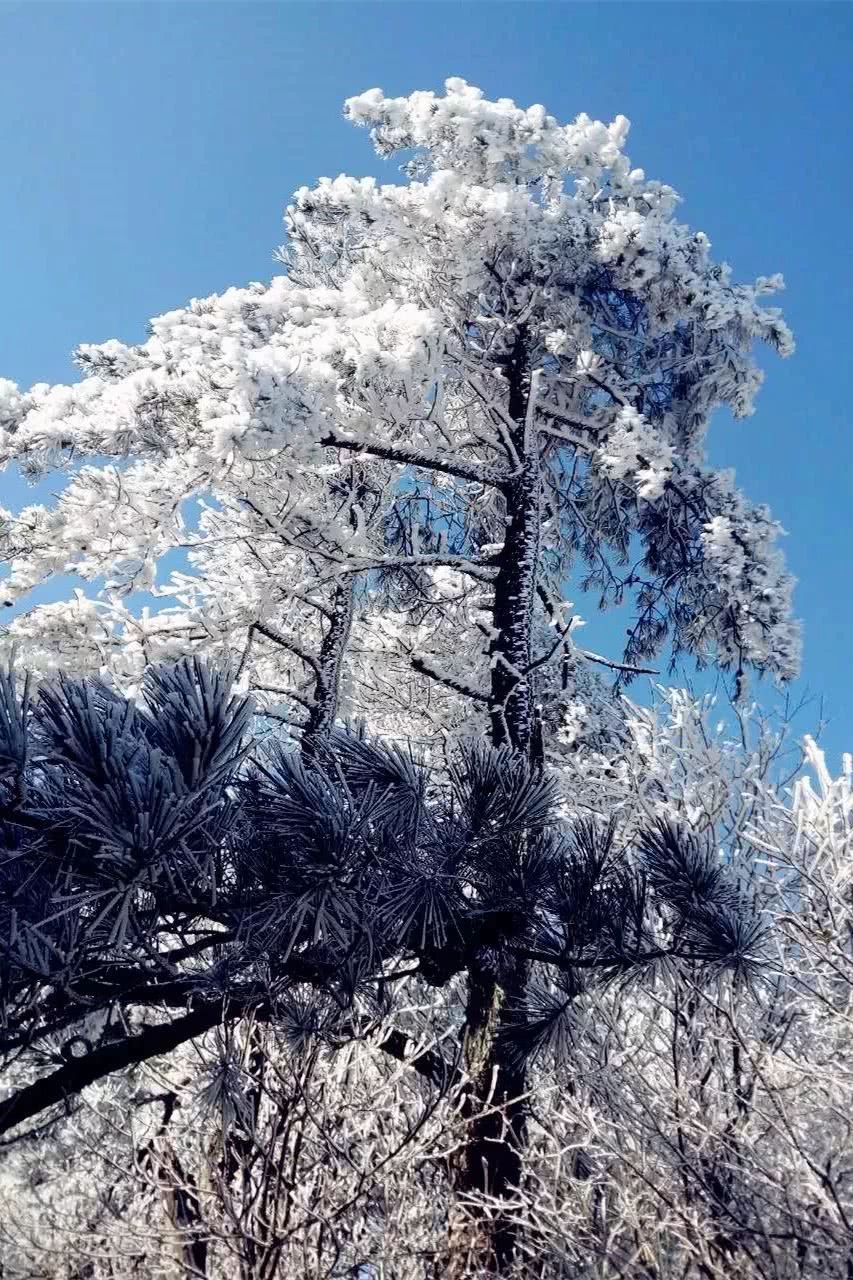 上饶又变成缤纷的雪世界啦!你们要的雪景美图这儿找